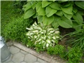 hosta2